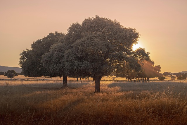 paisaje costero de España en tonos suaves con luz natural y calma